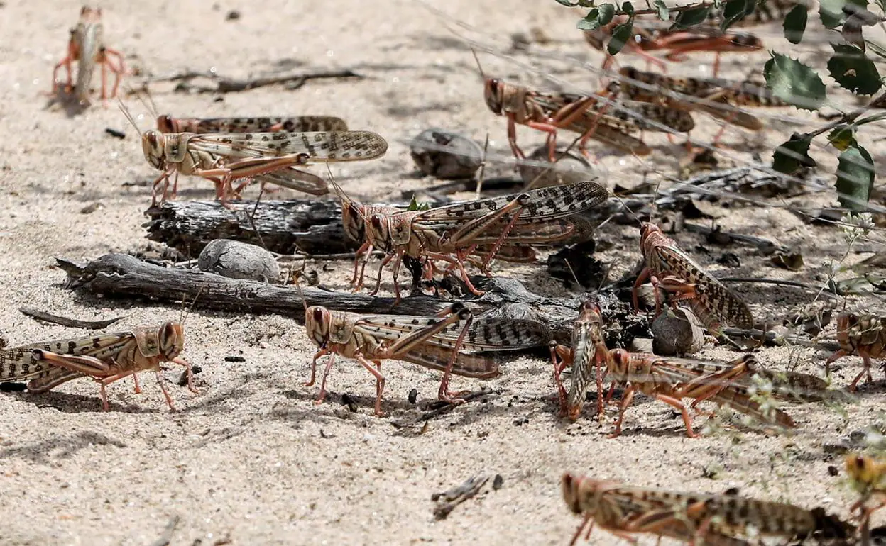 La Plaga De Langostas Que Asola África Podría Llegar A España, «aunque ...